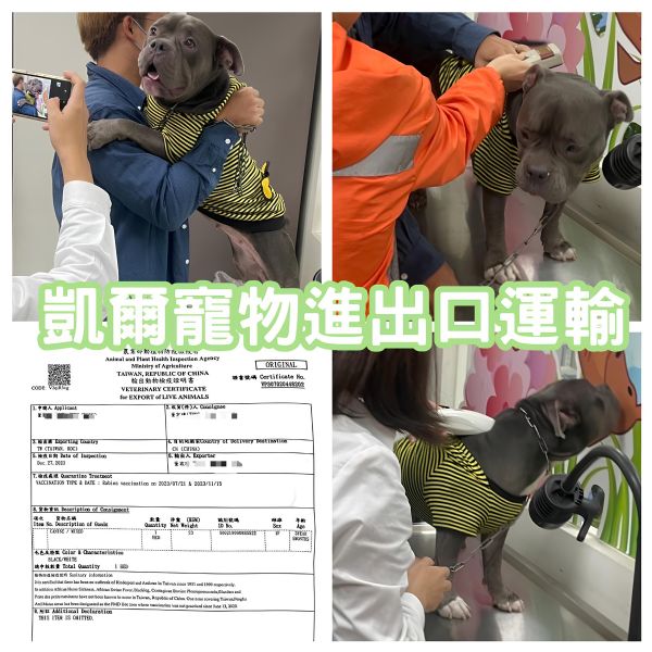2023/12/27 『中國』混種狗狗豆豆陪主人一起去上海工作啦~~~